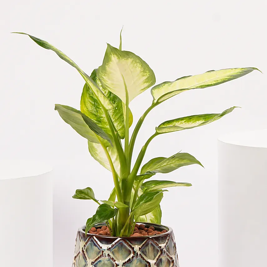 Dieffenbachia in Ceramic Vase