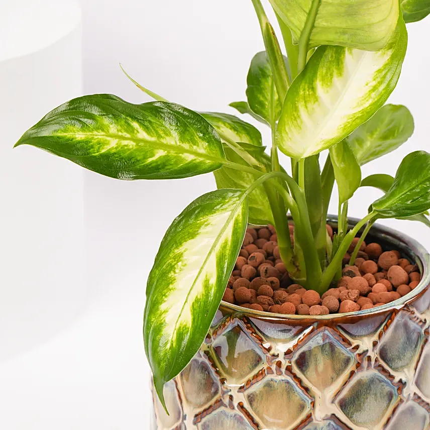 Dieffenbachia in Ceramic Vase