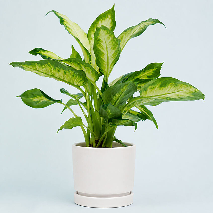 Dieffenbachia Plant For Your Indoors