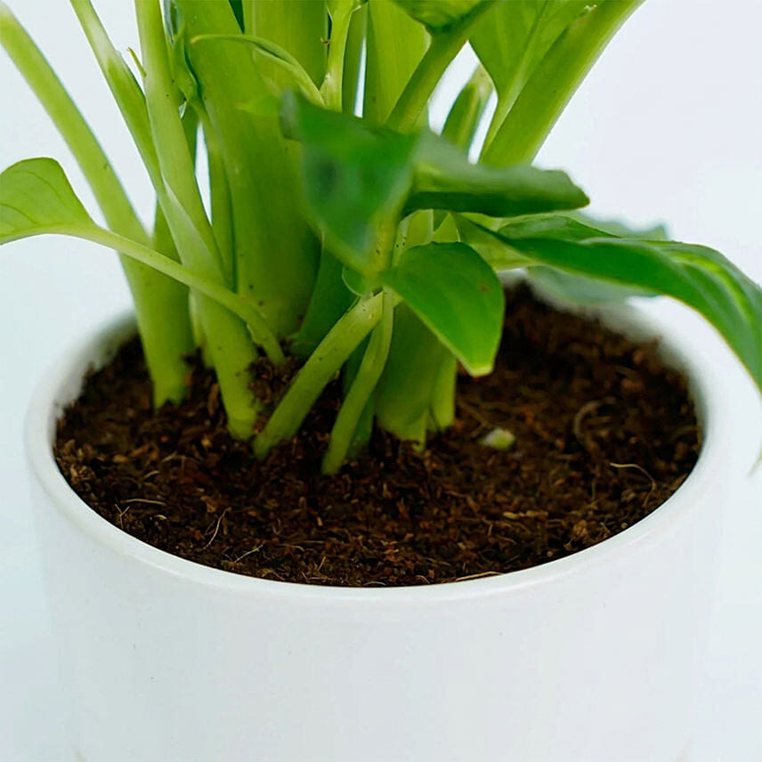 Dieffenbachia Plant For Your Indoors