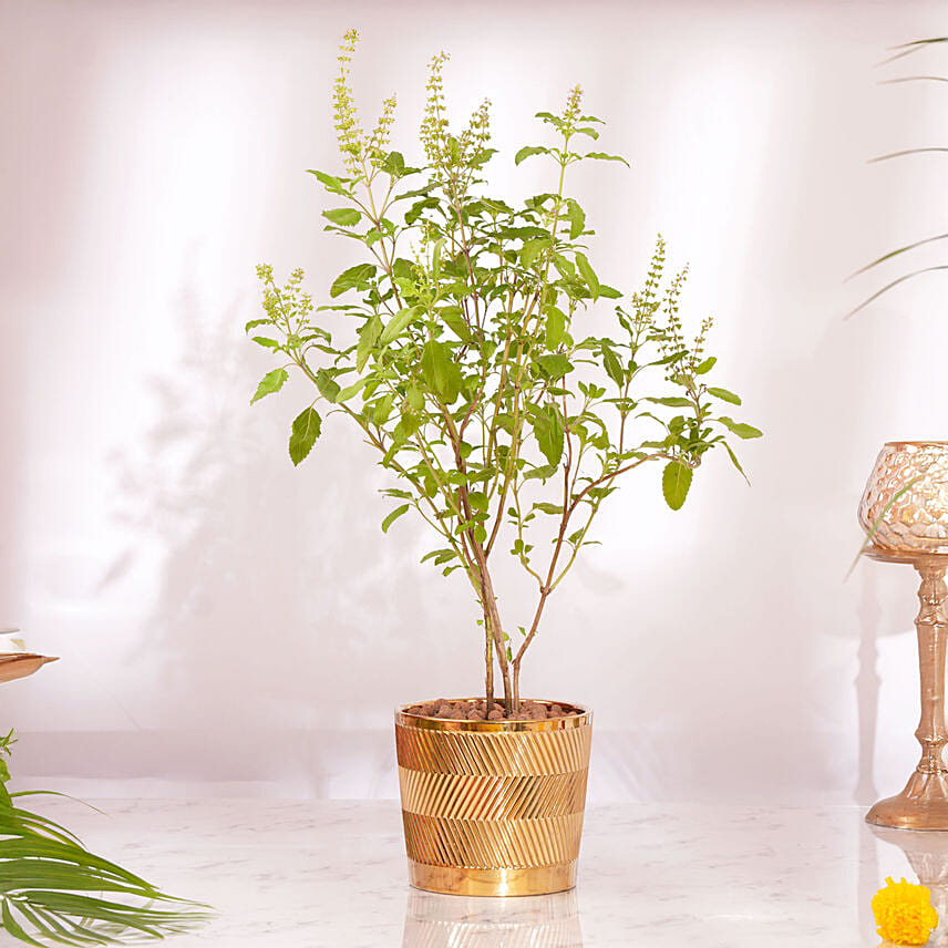 Diwali Celebration With Tulsi