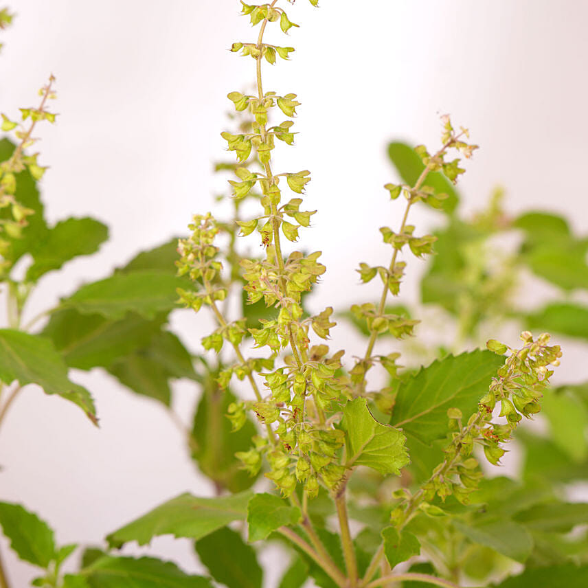 Diwali Celebration With Tulsi