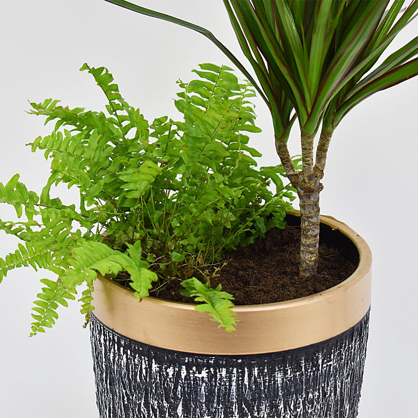 Dracaena & Nephlorepsis Plant In Dual Hues Ceramic Pot