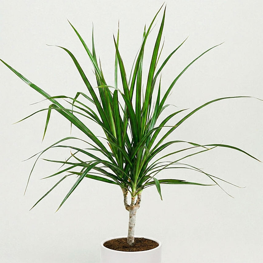 Dracaena Plant In White Pot