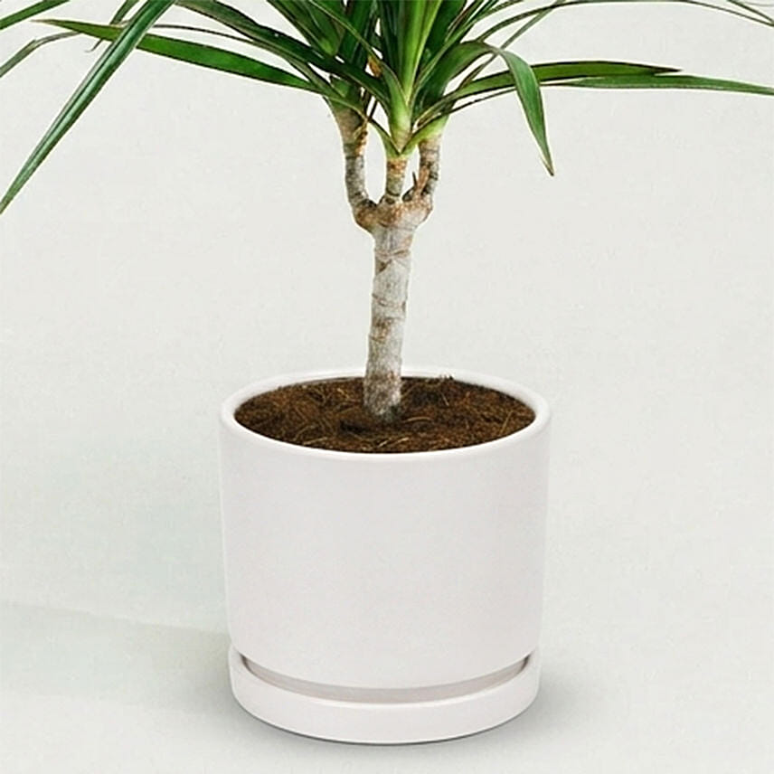 Dracaena Plant In White Pot