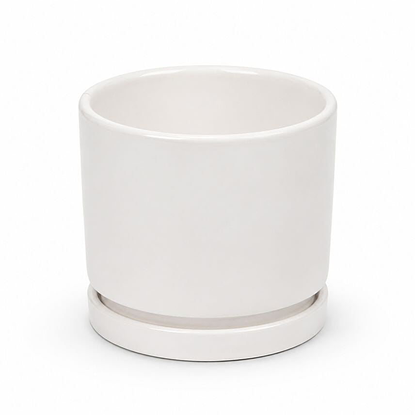 Dracaena Plant In White Pot