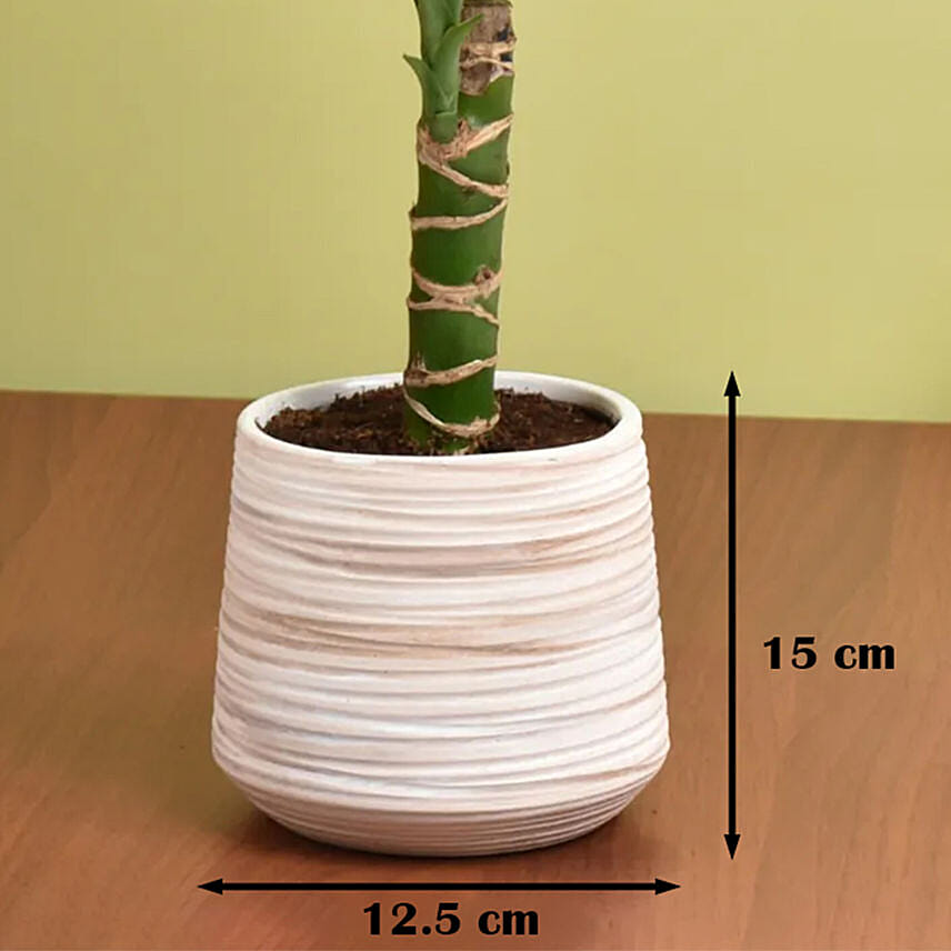 Dracaena Plant Small