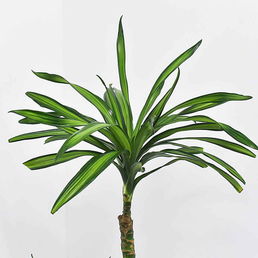 Dracaena Rikki in 60cm High Planter