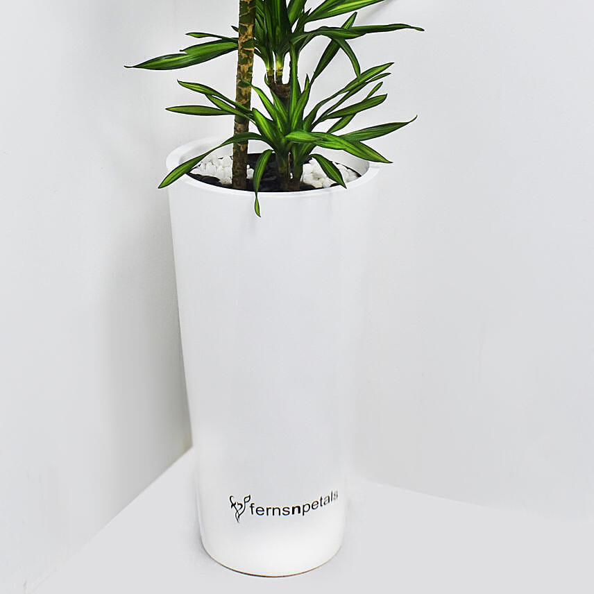 Dracaena Rikki in 60cm High Planter