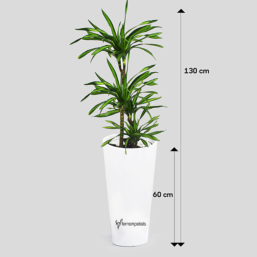 Dracaena Rikki in 60cm High Planter