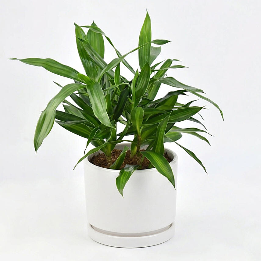 Dracaena Song of Jamaica with Pot