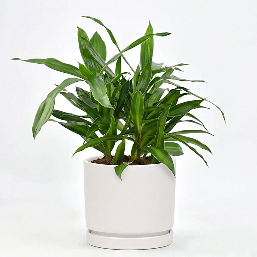 Dracaena Song of Jamaica with Pot