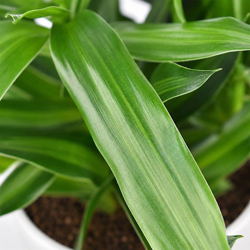 Dracaena Song of Jamaica with Pot