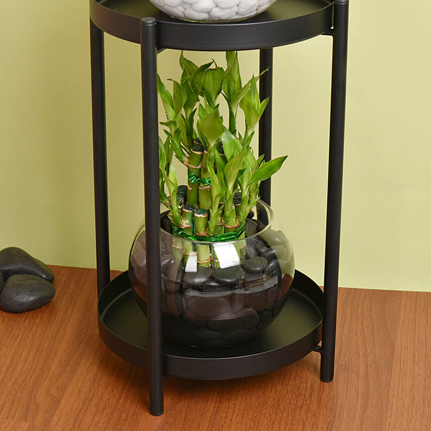 Duo of Lucky Bamboo Stand