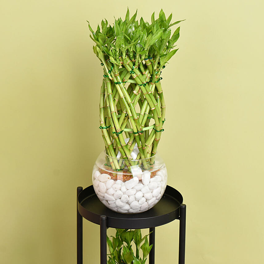 Duo of Lucky Bamboo Stand