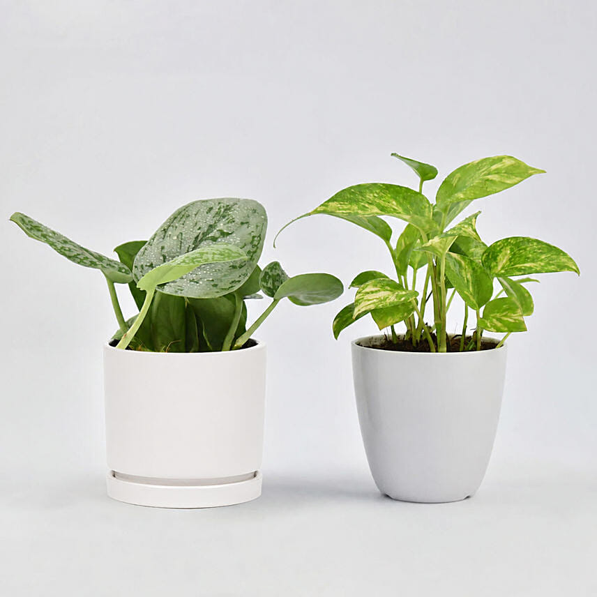 Duo of Money Plants