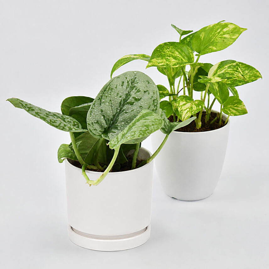Duo of Money Plants