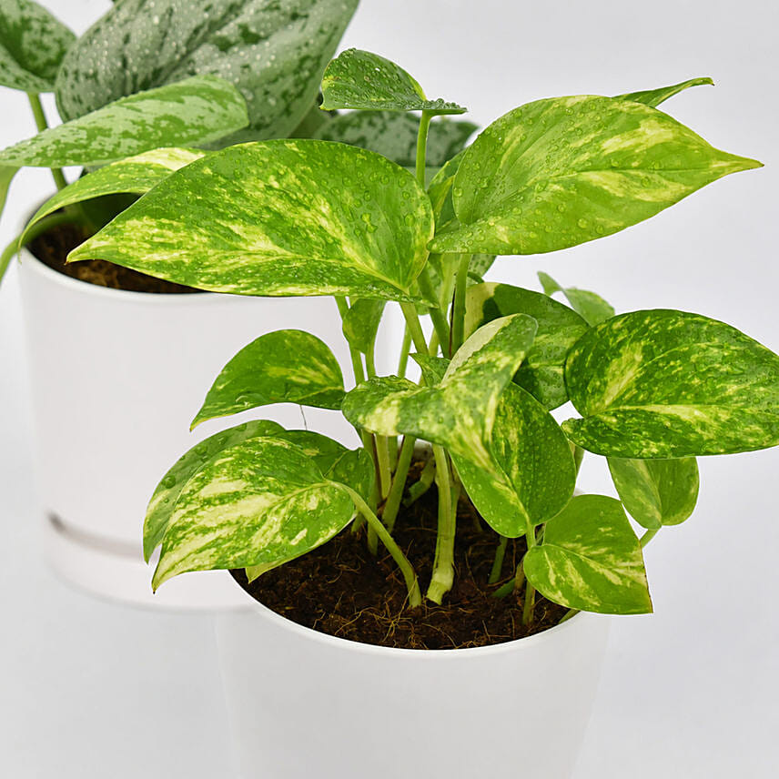 Duo of Money Plants