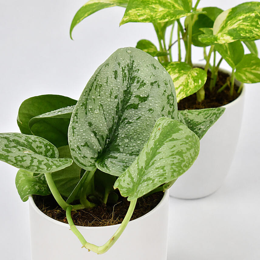 Duo of Money Plants