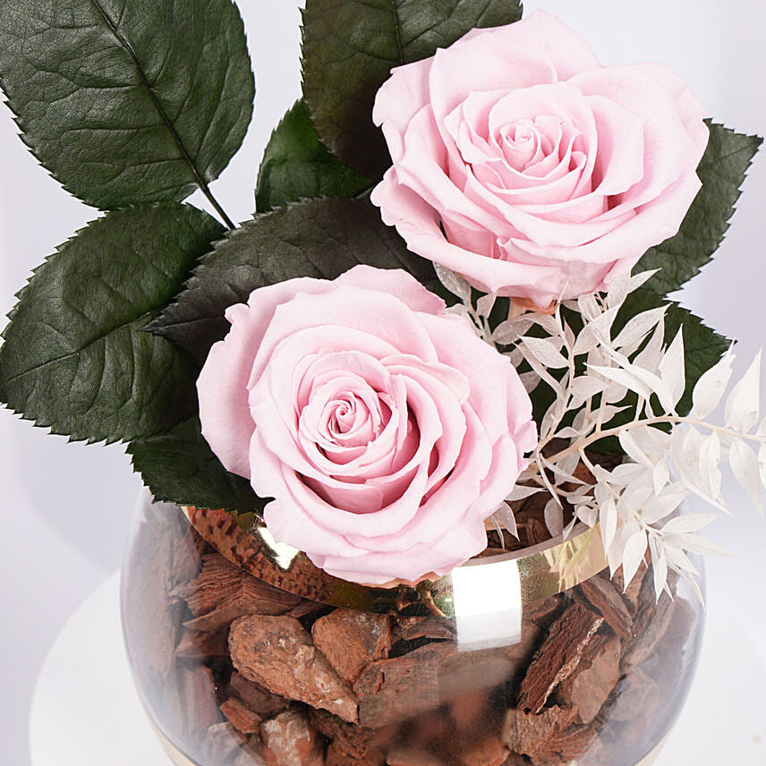 Duo of Pink Preserved Rose in Premium Vase