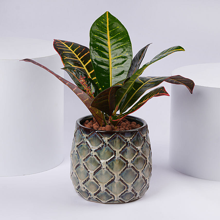Elegant Croton Plant