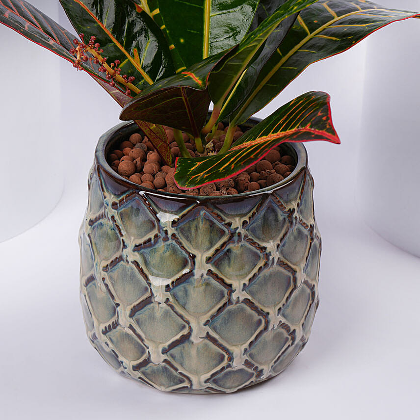 Elegant Croton Plant