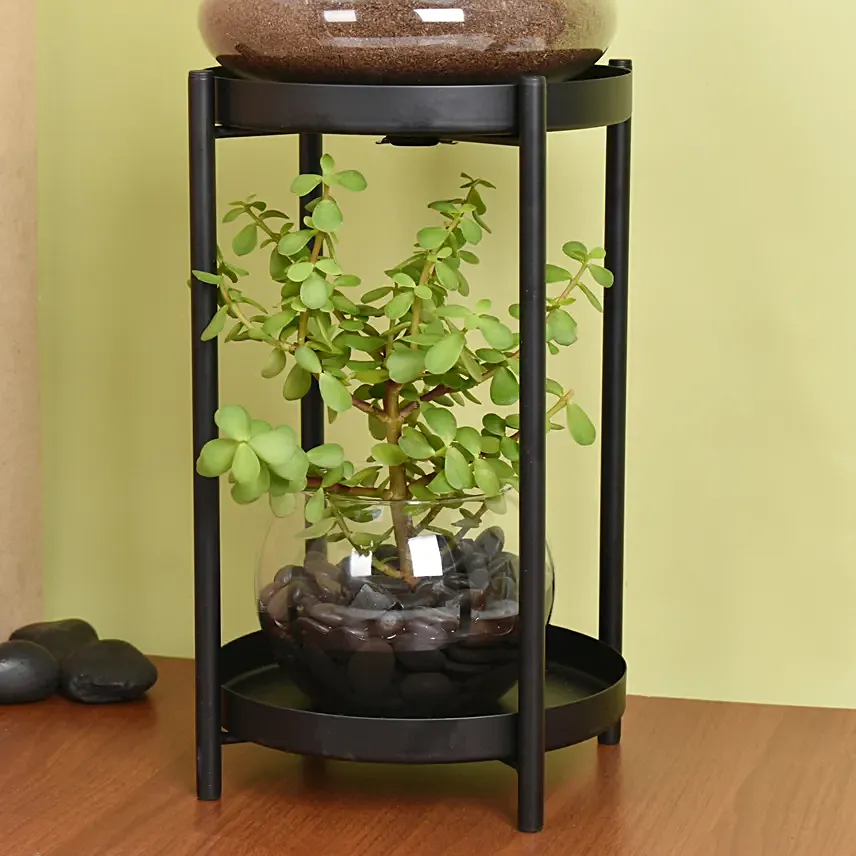 Elegant Dish Garden and  Lucky Jade Plant Stand