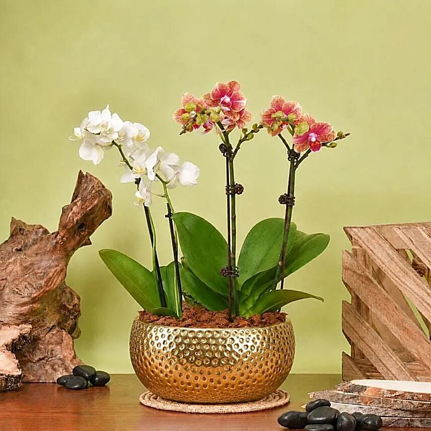 Elegant Mini Orchid Duo in Golden Planter