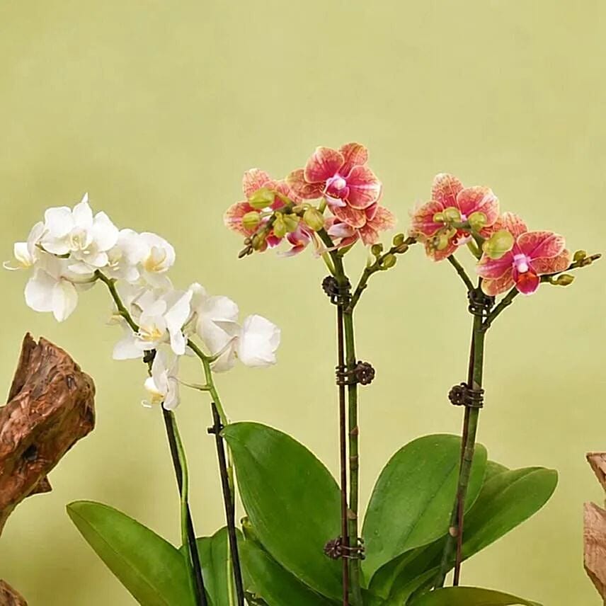 Elegant Mini Orchid Duo in Golden Planter