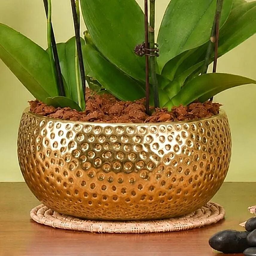 Elegant Mini Orchid Duo in Golden Planter