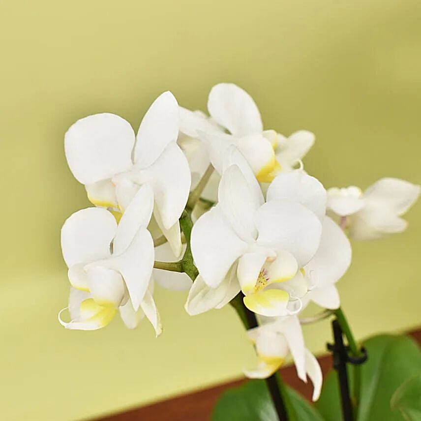 Elegant Mini Orchid Duo in Golden Planter