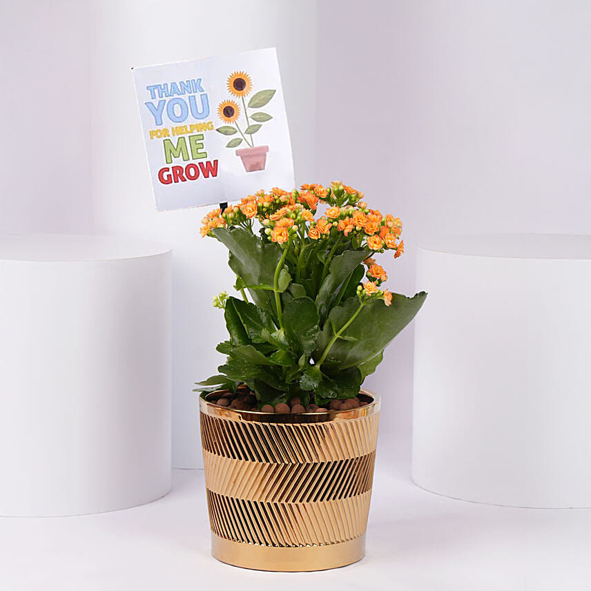 Expressing Thanks Kalanchoe Plant