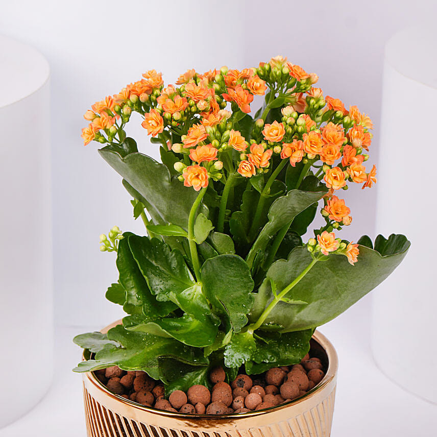 Expressing Thanks Kalanchoe Plant