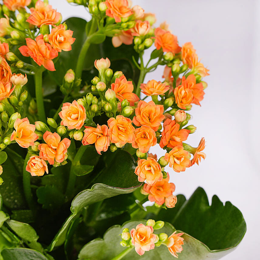 Expressing Thanks Kalanchoe Plant