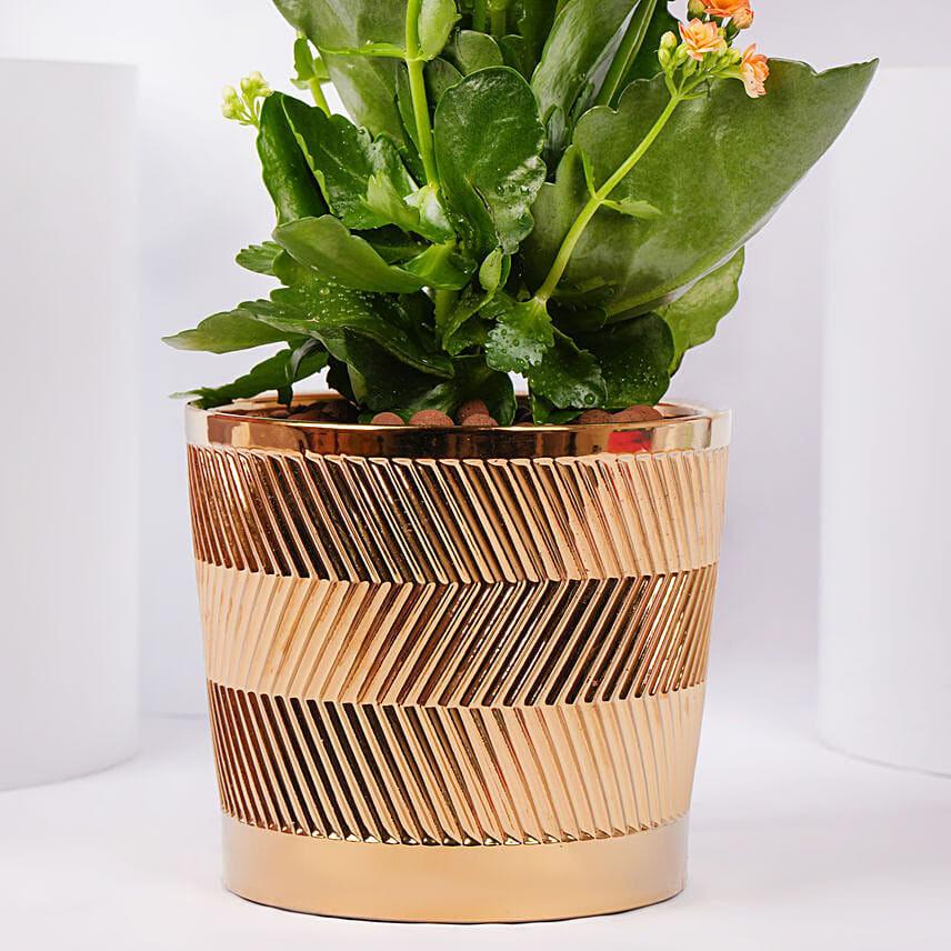 Expressing Thanks Kalanchoe Plant