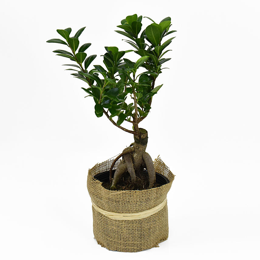 Ficus Bonsai Jute Warpped