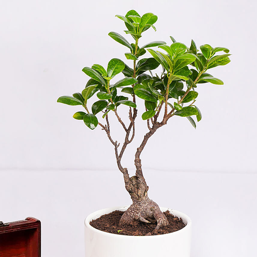Ficus Bonsai Plant In Ceramic Pot and Chocolates