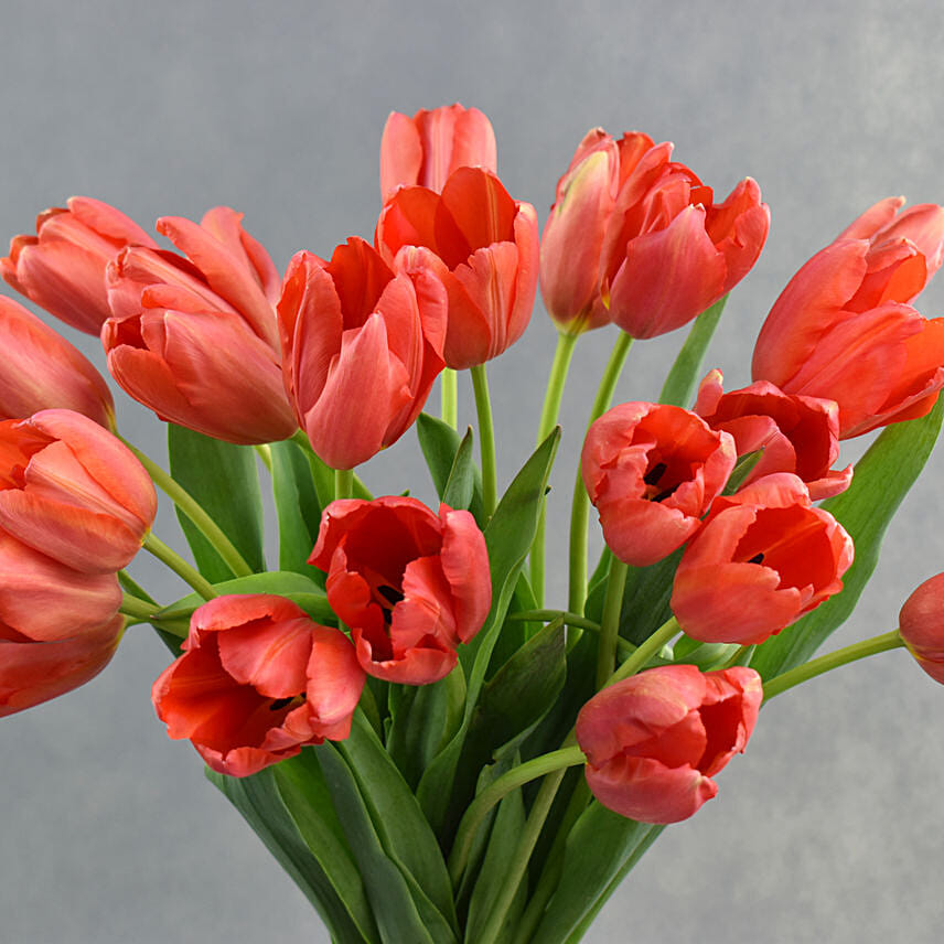 French Tulip in Premium Vase