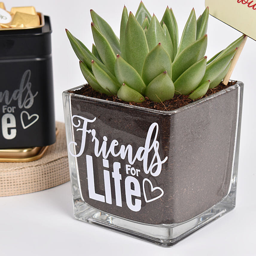 Friends For Life Plant Combo