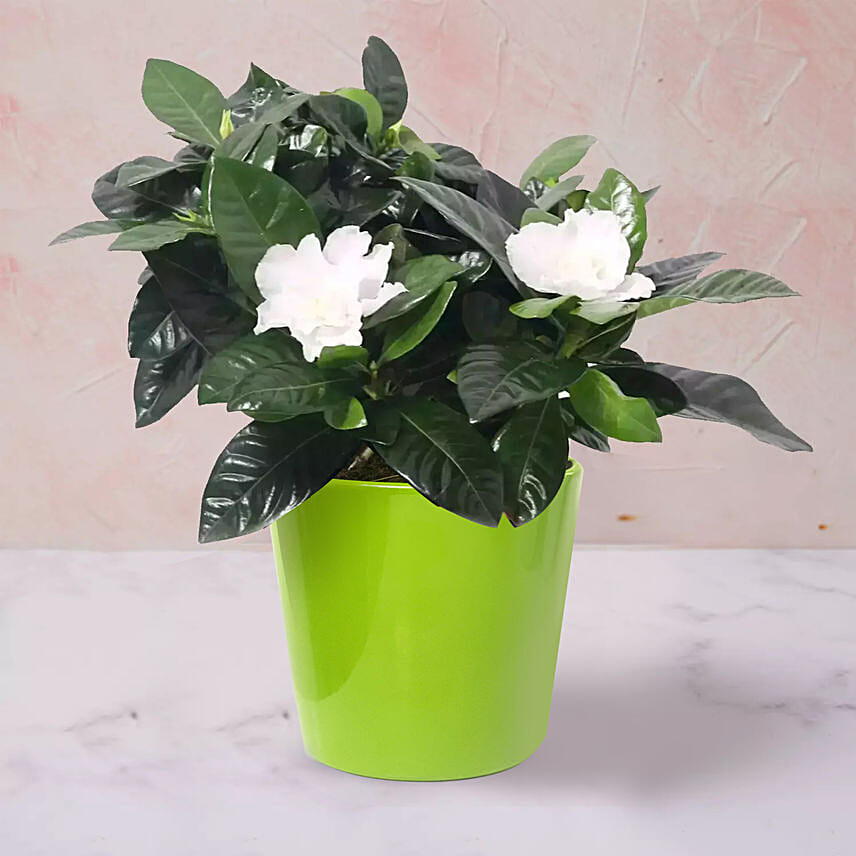 Gardenia Jasminoides Plant In Ceramic Pot