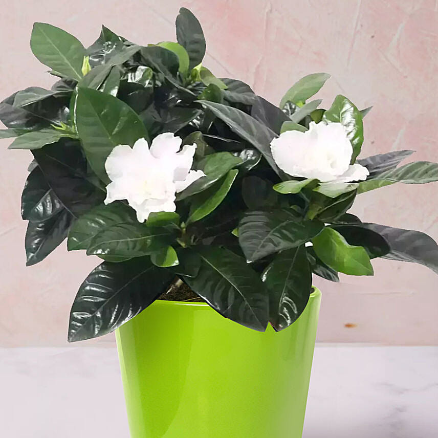 Gardenia Jasminoides Plant In Ceramic Pot