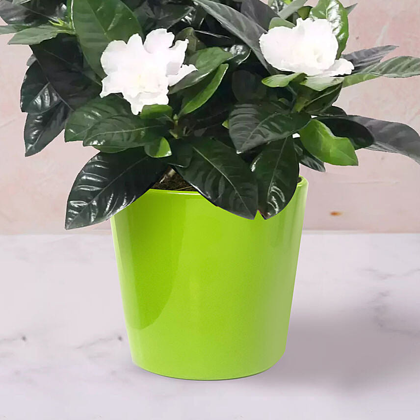 Gardenia Jasminoides Plant In Ceramic Pot
