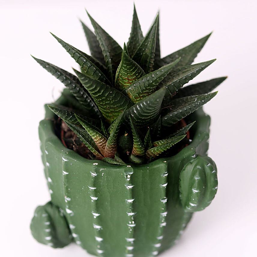 Gaster Haworthia in Cactus Design Pot