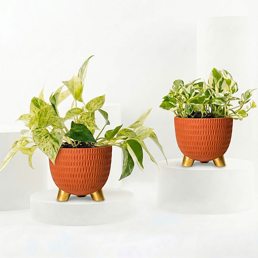 Golden and Joy Money Plant Plant Set