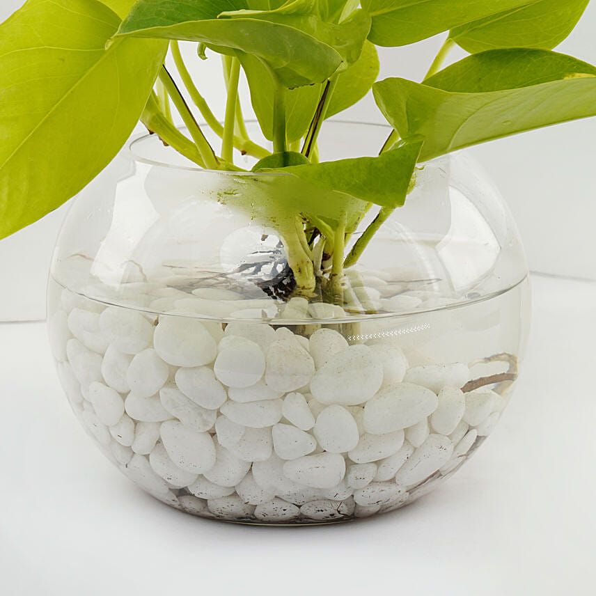 Golden Scindapsus or Money Plant in Glass Bowl