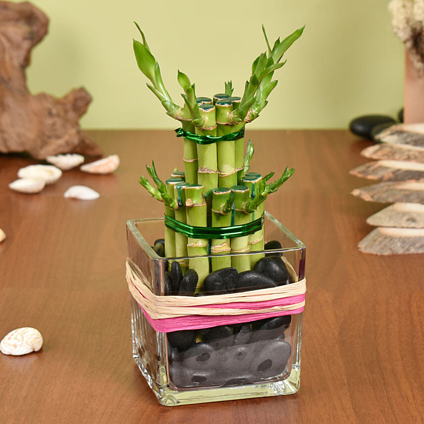 Good Luck Bamboo in Vase