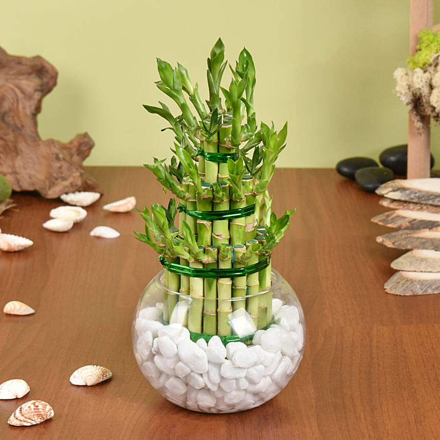 Good Luck Plant 3 Layers