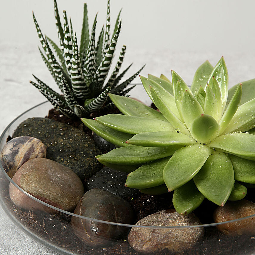 Green Echeveria and Haworthia with Natural Stones