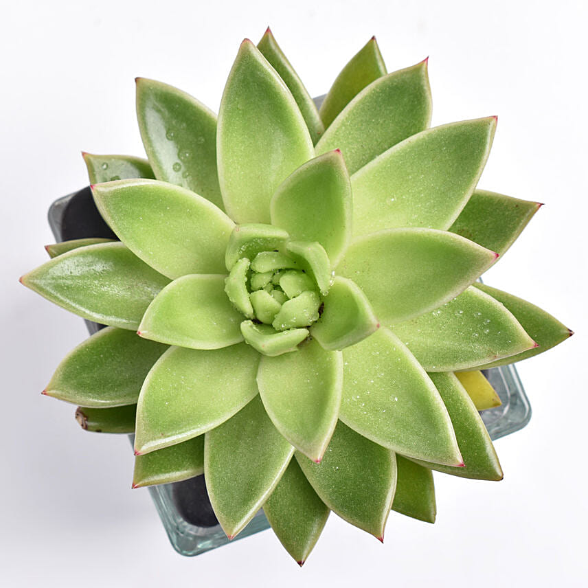 Green Echeveria Plant In Square Vase