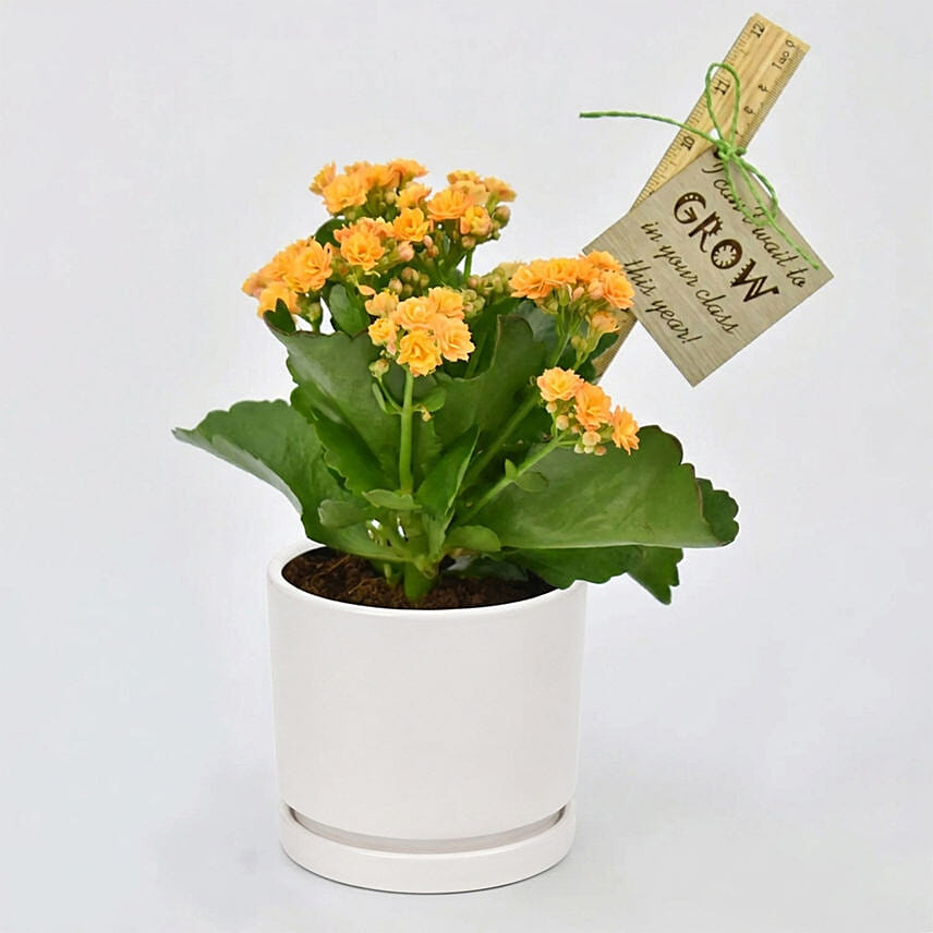 Grow With Me Kalanchoe Plant